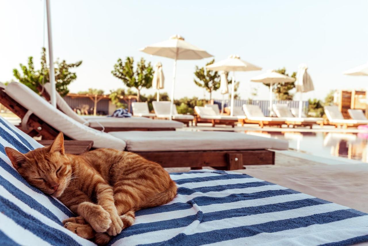 Sails On Kos Ecolux Tented Village มาร์มารี ภายนอก รูปภาพ